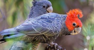 gang gang cockatoos in lithgow