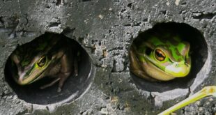 a frog sauna